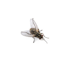 Top view of fly or housefly aka Musca domestica. Isolated on a white background.