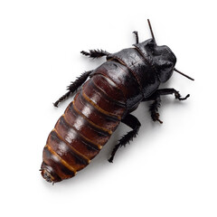 Hissing cockroach on white background