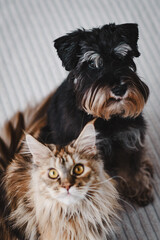 Close-up portrait of a cat and a dog next to each other