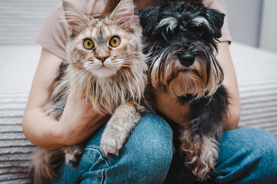 dog and a cat in the hands of their owner