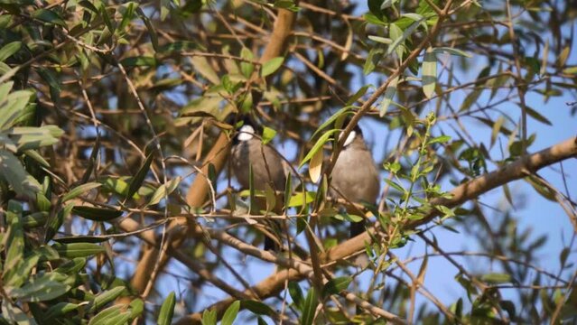 White-eared Bulbul on Abu Dhabi tree, bird, selective focus