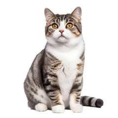 Obraz premium American_Wirehair_cat