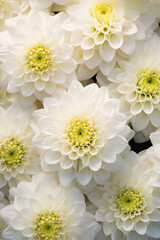 Unique bright texture of white large chrysanthemums