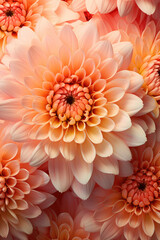 Unique bright texture of peach large chrysanthemums