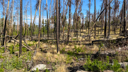 Burnt trees in Rocky Mountain National Park