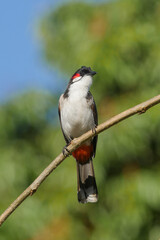Pycnonotus jocosus bird - Red Whiskered Bulbul perching in nature in sunny day