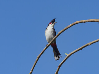 Pycnonotus jocosus bird - Red Whiskered Bulbul isolated in blue sky, perching on branch