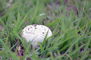 mushroom on grass