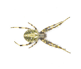 arabesque orbweaver spider - Neoscona arabesca one of the most common orb weaver spiders found throughout North America. isolated on white background top dorsal view
