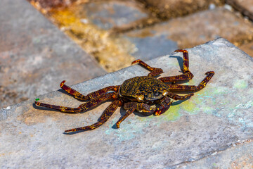 Dead red and black crab on the ground in Maldives.