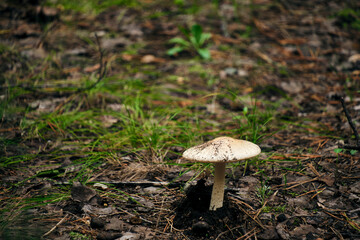 Mushroom in forest background of grass.