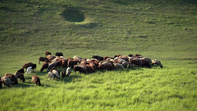 Sunny Day Sheep Grazing, Tranquil Pastoral Views, Flock of Sheep Grazing on Green Pastures