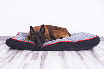Adorable Belgian Shepherd dog Malinois lying down on a soft dog's bed placed indoors on a grey wooden floor