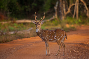 Axis Deer in the wild in Wilpattu National Park , SriLanka