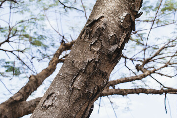 trunk of a tree