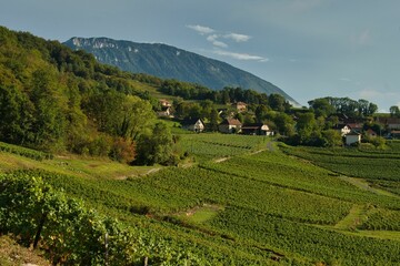 Fototapeta na wymiar Landschaft bei Jongieux in Savoie in Frankreich