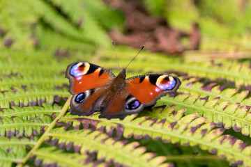 Butterfly in the Kampinos National Park, Mazovia, Poland