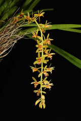 Rare color morph of epiphytic orchid Cymbidium aloifolium semi alba from Thailand