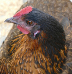 Chicken roaming free in the medina