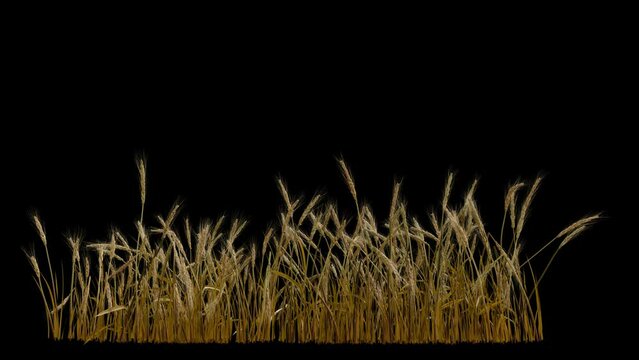 looped line of wheat on the wind, isolated on black background with alpha, seamless loop, great compositing element