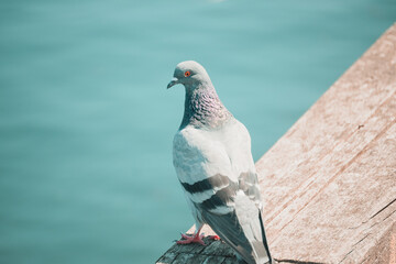 pigeon on the pier