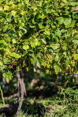 Grapes on vines in September, with a shallow depth of field