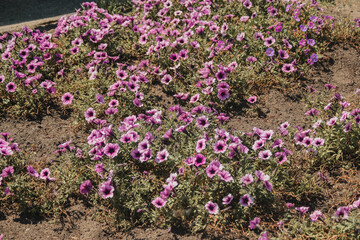 field of flowers