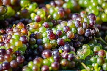 A full frame photograph of green and red grapes, with a shallow depth of field