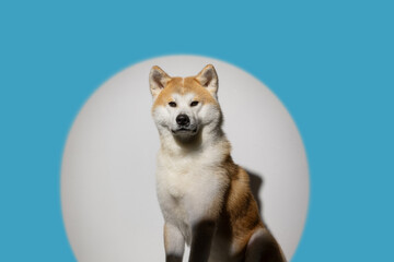 Husky dog on a clean background, close-up,