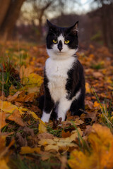 Naklejka na ściany i meble A black and white cat sits on fallen yellow leaves in an autumn park