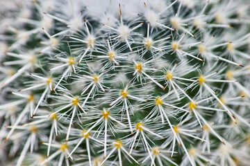 close up of a cactus