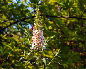 Obraz premium Buddleia summer flowers. Latin name Buddleja davidii. Buddleia Davidii Butterfly Bush.