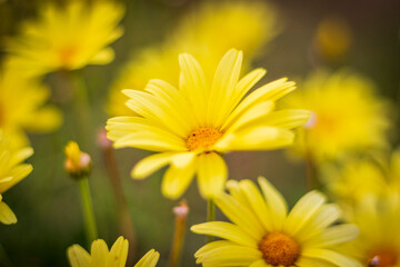 Close up shot of the beautiful yellow flowers. Nature