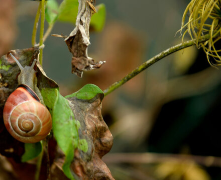 escargot margot en mont&eacute;e 