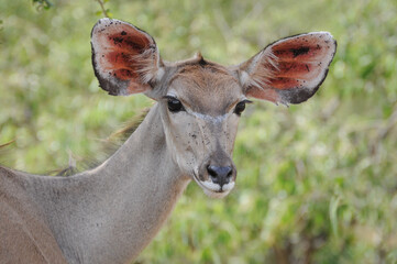 adorable kudu alerted in the wild of south africa in kruger national park