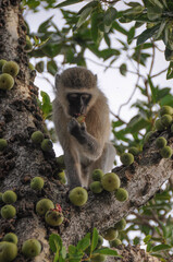 a cute vervet monkey, chlorocebus pygerythrus, is chewing some sweet fruits on a tree in kruger national park in south africa