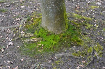 Ground by a tree with a escarpment of earth with moss
