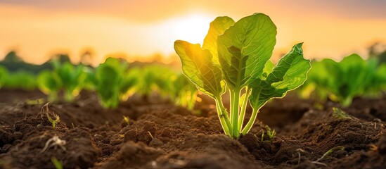 Young sugar beet leaves grow in an agricultural field at sunset