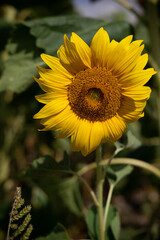 Fleur de Tournesol 