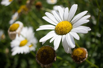 Marguerites 