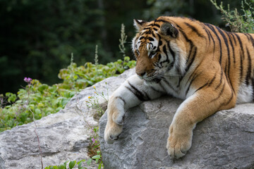 Tigre