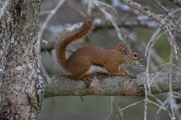 Écureuil 
