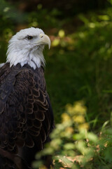 Aigle royal 