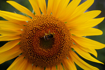 Abeille sur un tournesol