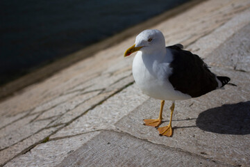 Mouette 