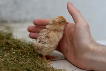 Poussin