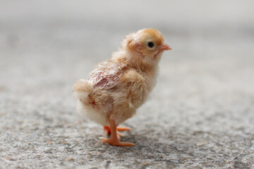 Poussin