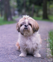 Naklejka na ściany i meble shih tzu dog sits in the park in the summer, fujicolor pro 400h