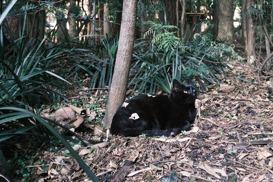 Black cat resting under a tree on a fallen leaves covered floor
