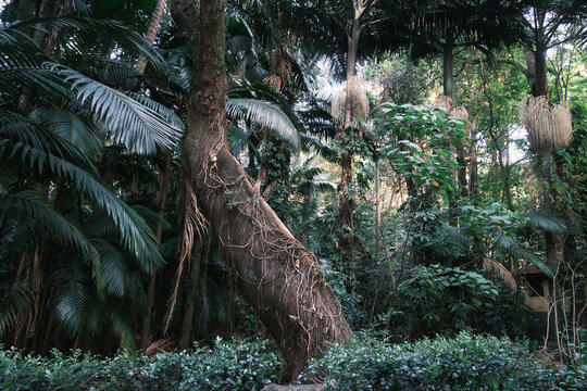 A twisted trunk in a dense tropical forest on a summer late afternoon with a lot of tropical foliage in the back